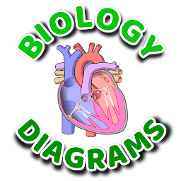 Biology Diagrams